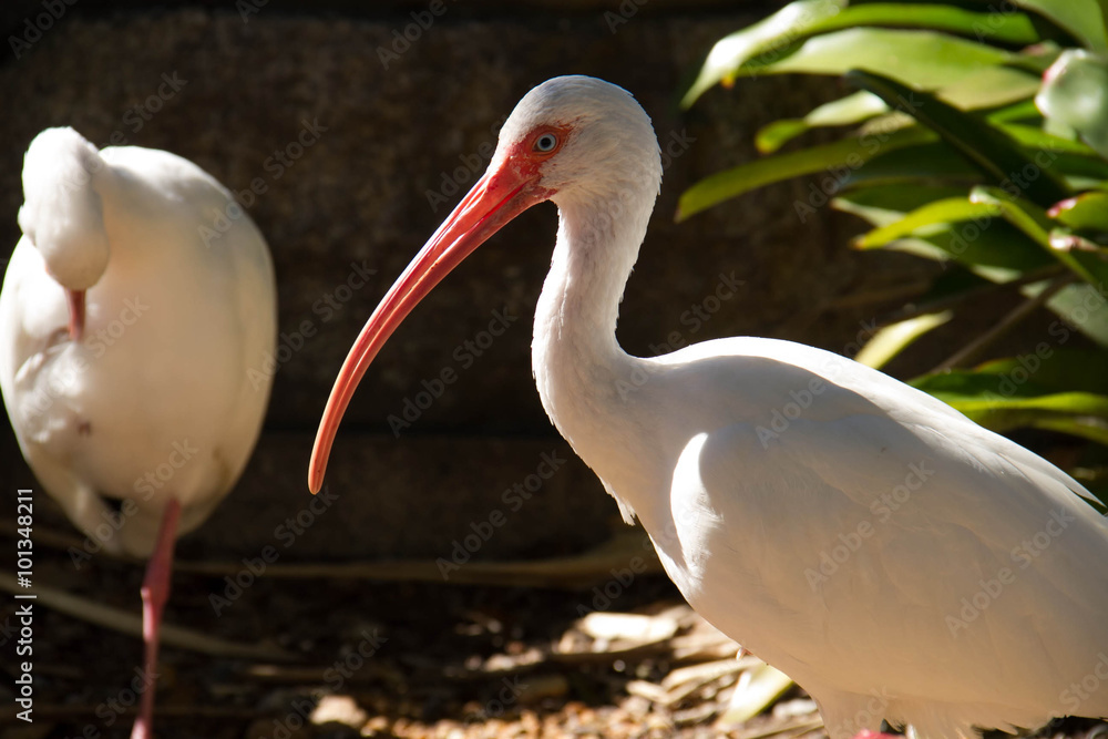 Ταπετσαρία two white ibis birds's standing and a plant on the right side, Miami, Florida