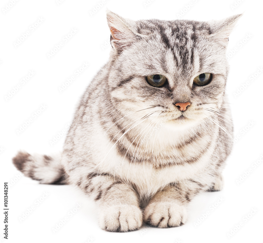 Fototapeta premium The gray cat.