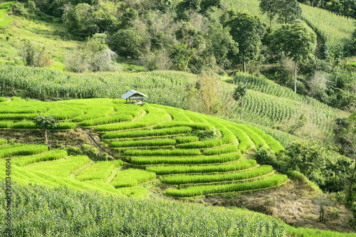 Terrace rice plantation at the hill in Chiang Mai, Thailand