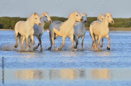Herd of White Camargue Horses running on the water .