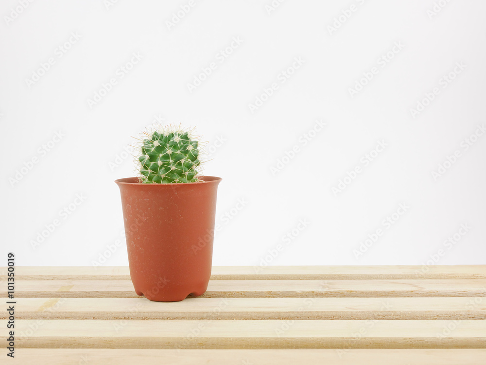 The little green cactus in small plant pot on wooden tray for home decoration.