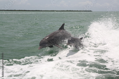Mom and baby dolphin playing in the wake of a boat