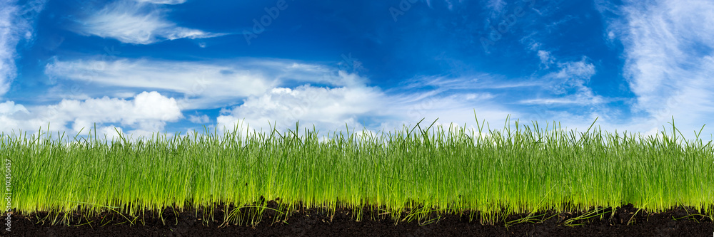 green natural grass with earth in front of blue sky cloudy background
