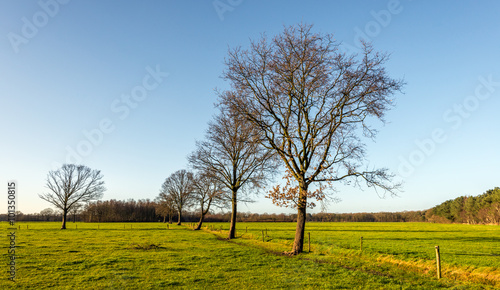Row of leafless trees on a sunny day in winter