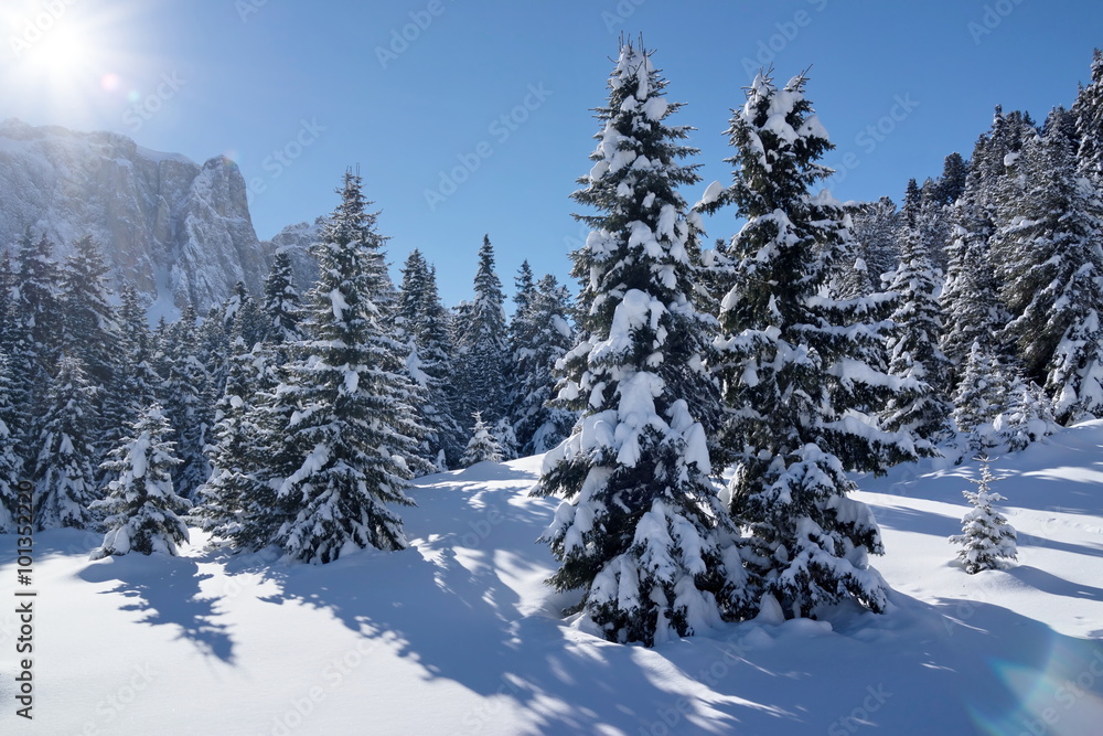 Trees on the slopes Val Gardena, Italy