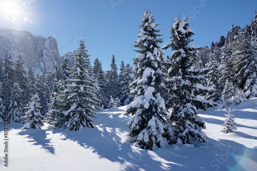 Trees on the slopes Val Gardena, Italy © yusev