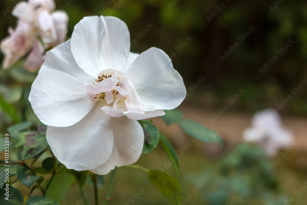 White and pink flower in the garden with blur background White and pink flower in the garden with blur background