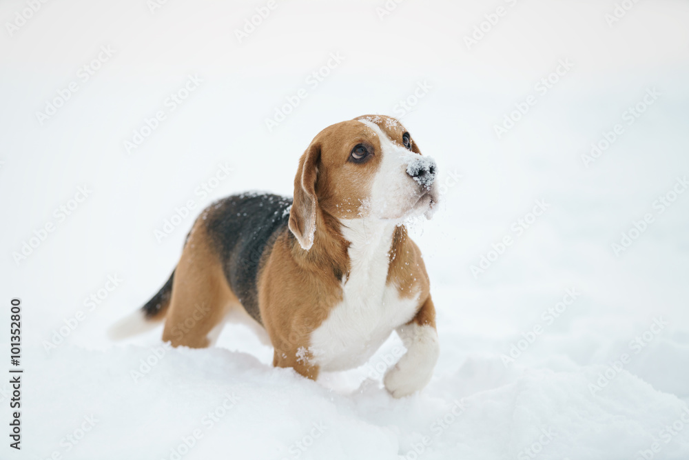 beagle dog outdoor portrait walking in snow