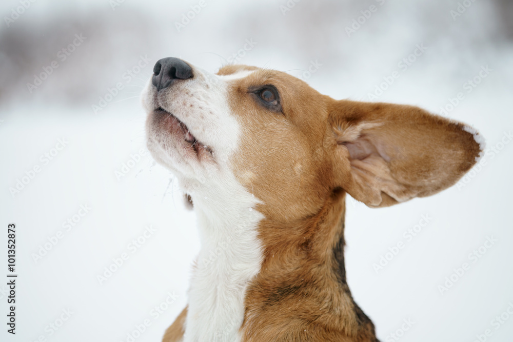 beagle dog outdoor funny portrait in winter beagle dog outdoor funny portrait in winter