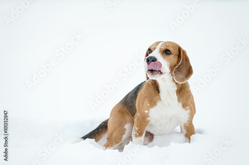 beagle dog outdoor portrait walking in snow