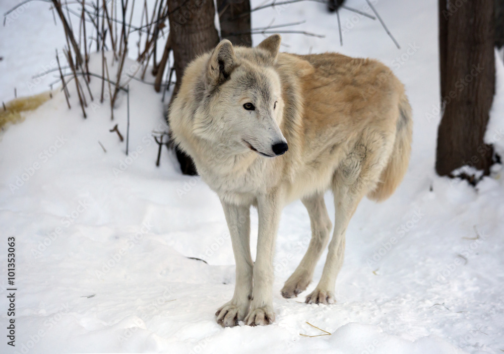 Тундровый волк Stock Photo | Adobe Stock