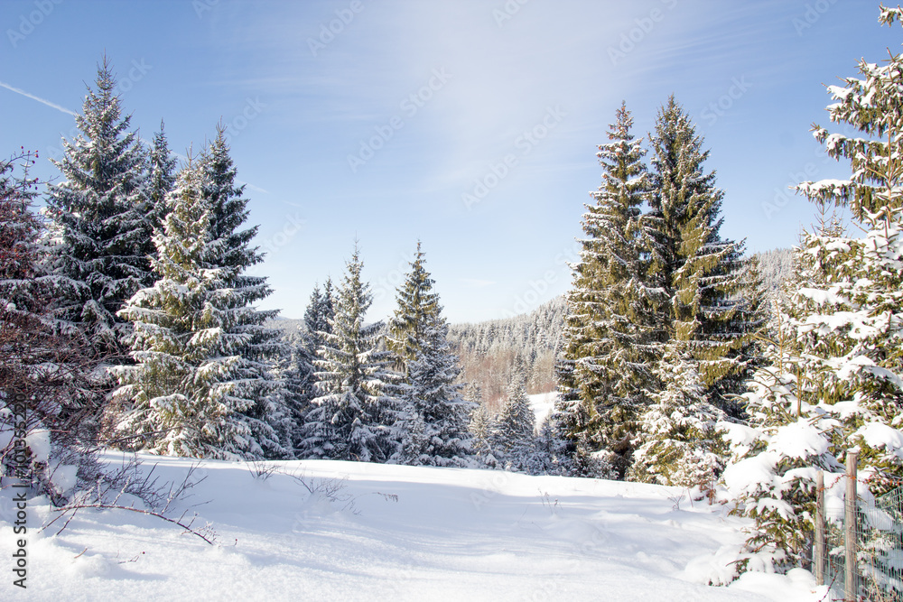 Forest in winter Forest in winter
