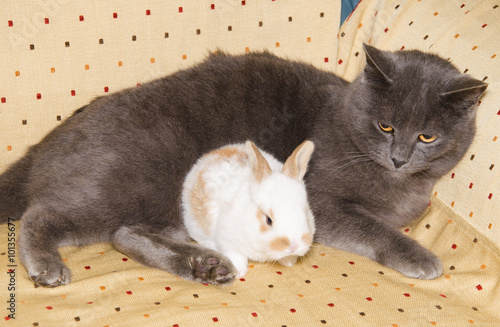 Ritratto di un gatto con un piccolo coniglio photo