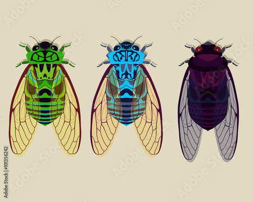 Cicadas collection part 1
