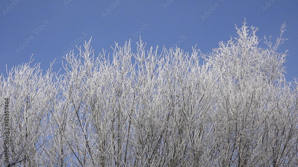 Willow branches in winter Willow branches in winter