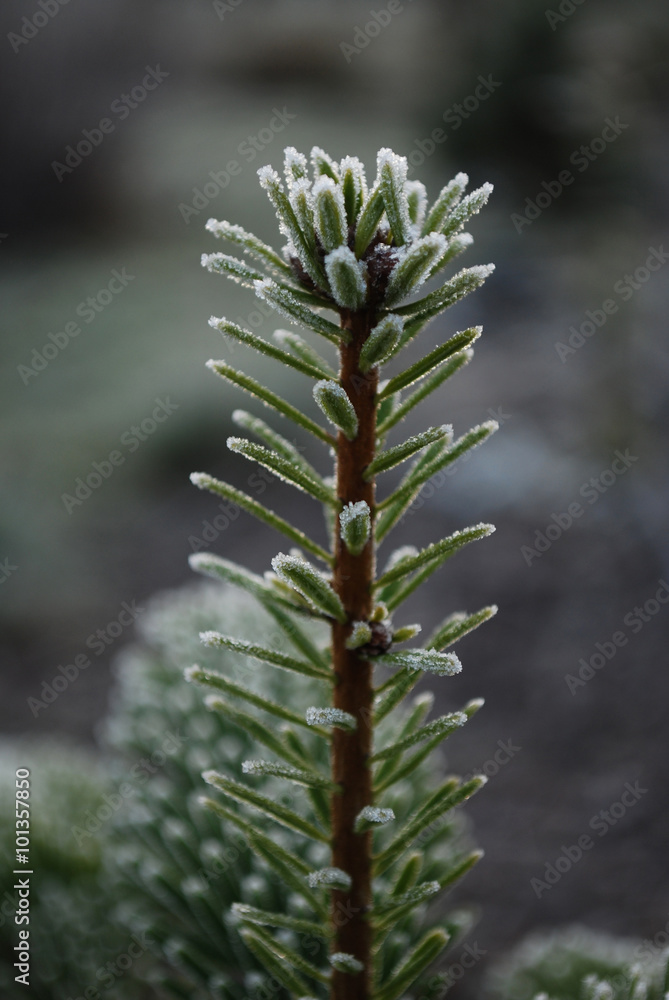 Frosted twig