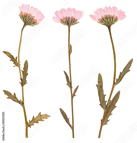 Pressed flowers, isolated
