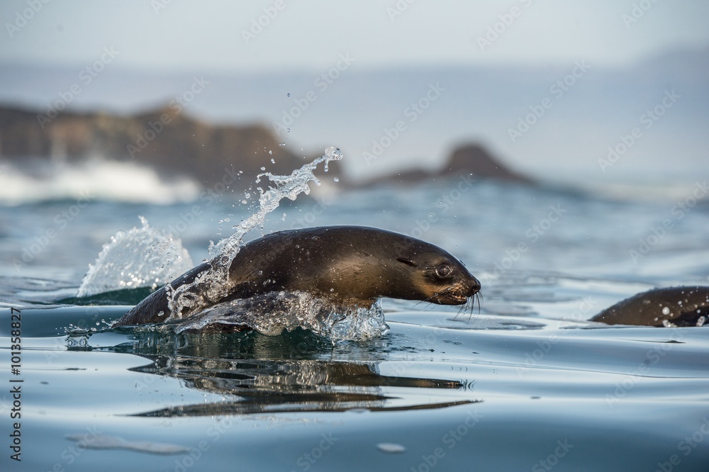 Fototapeta premium Jumping out of water Cape fur seal (Arctocephalus pusillus pusillus)