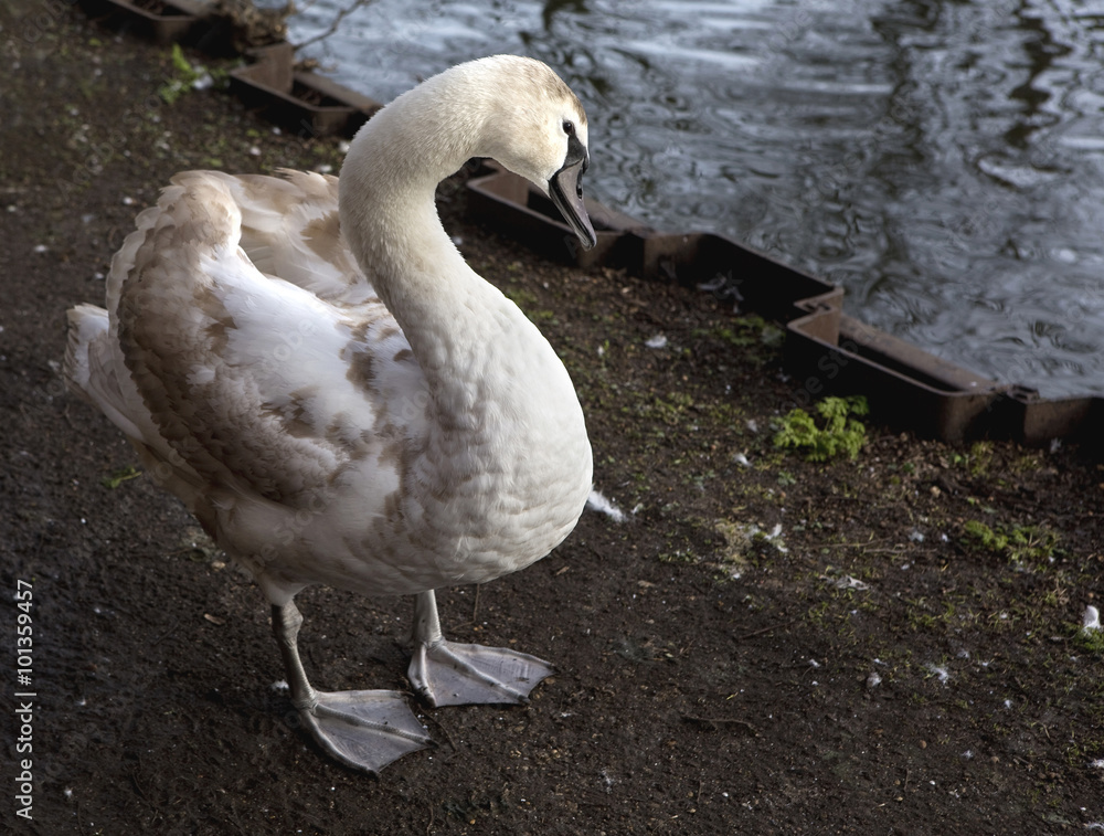 Fotografia Handsome Cygnet