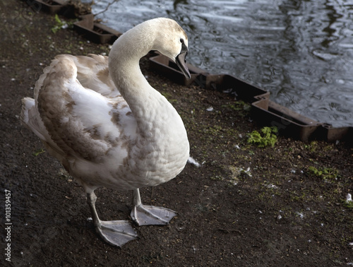 Foto Handsome Cygnet