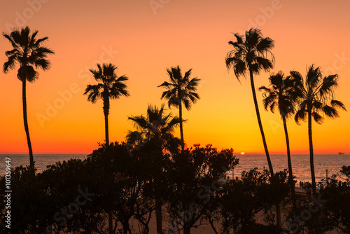 Palm trees over the Manhattan Beach at orange sunset  Los Angeles  California