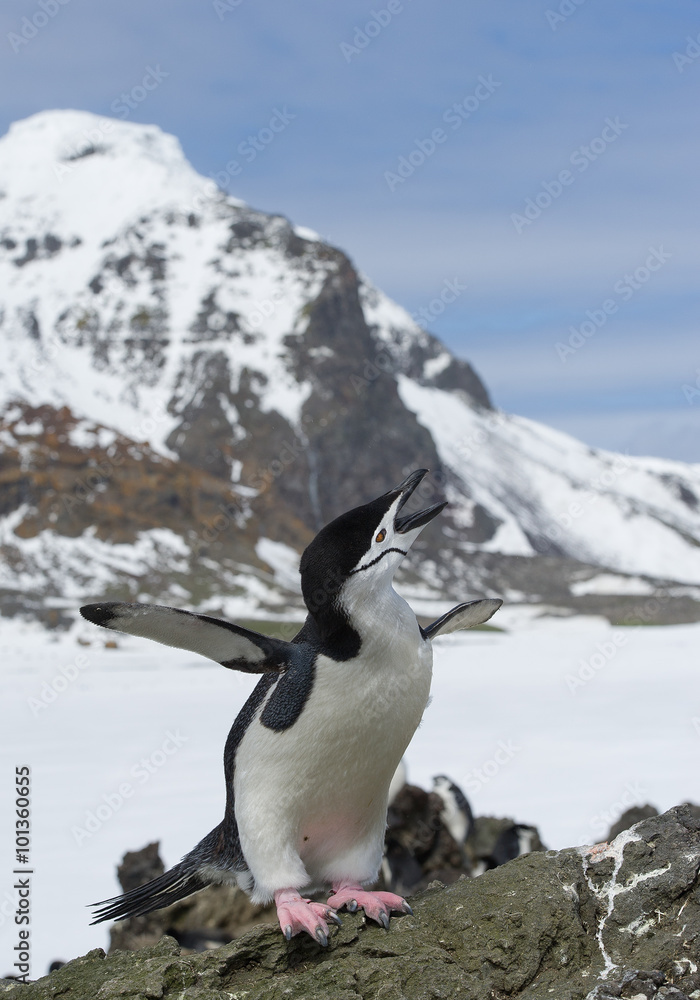 Obraz premium Chinstrap penguin standing on the rock, calling, with blue sky and rocky mountain in the background, South Sandwich Islands, Antarctica