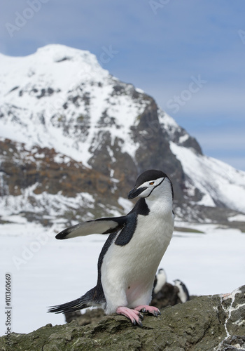 Chinstrap penguin standing on the rock with blue sky and rocky mountain in the background, South Sandwich Islands, Antarctica