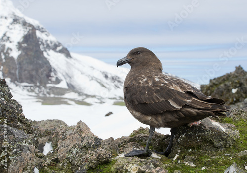 Brown skua standing on the rock with mountain in background, South Sandwich Islands, Antarctica