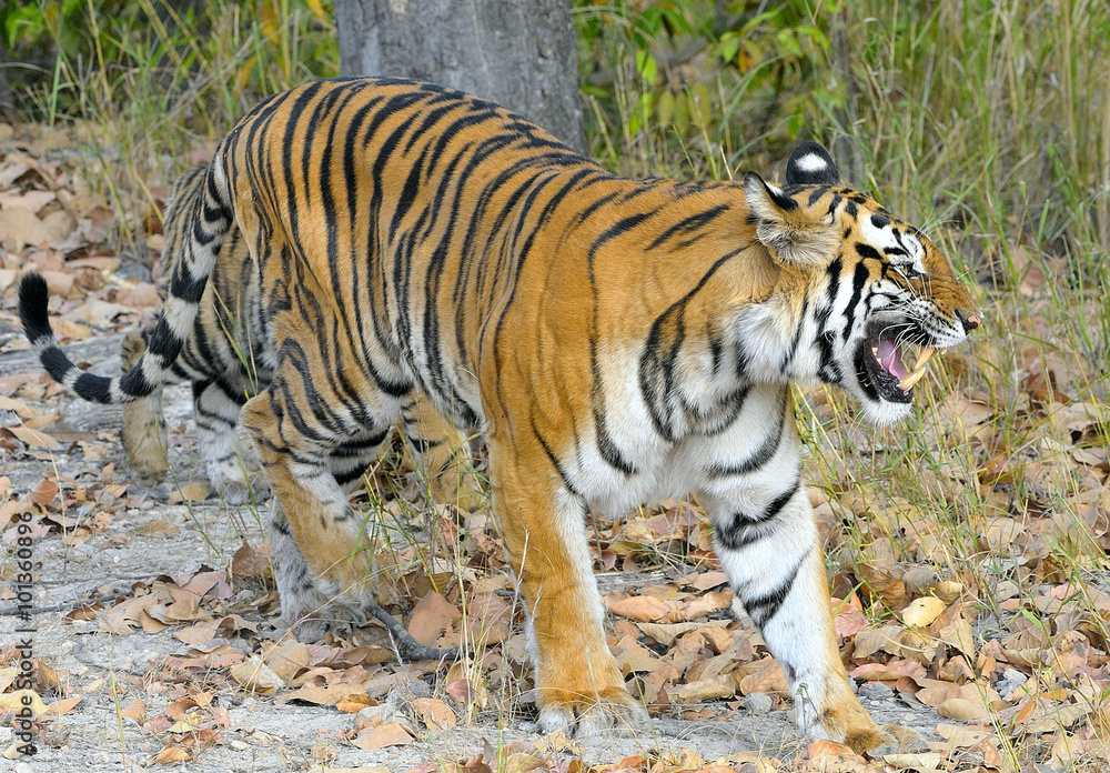 Fototapeta premium An Indian tiger in the wild. Royal Bengal tiger ( Panthera tigris )