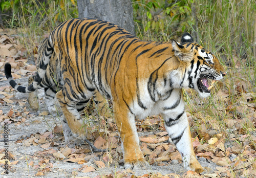 An Indian tiger in the wild. Royal Bengal tiger   Panthera tigris  