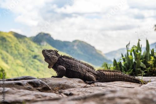 Iguana in the mountain. Cuban rock iguana (Cyclura nubila)