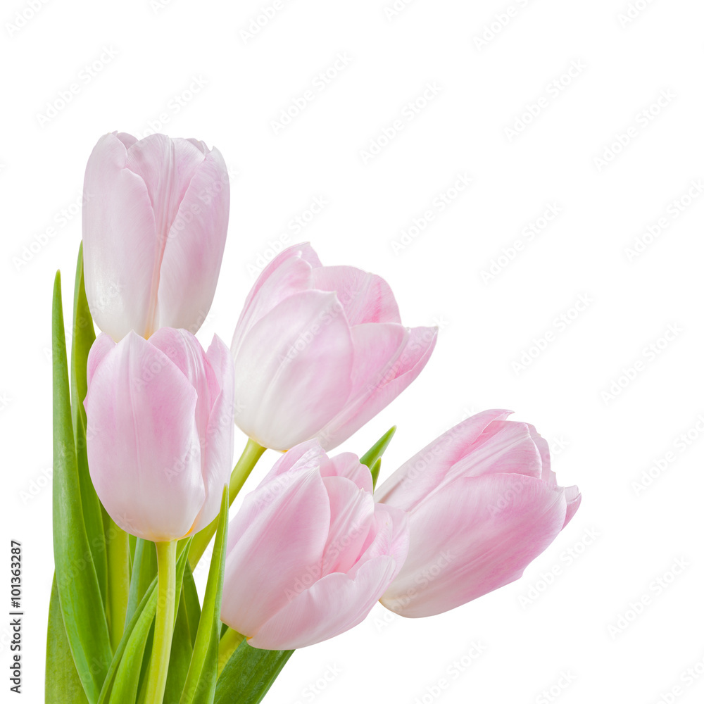 Fresh Tulip Flowers Isolated Fresh Tulip Flowers Isolated