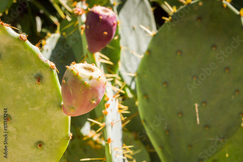 The prickly cactus grow in the garden during summer