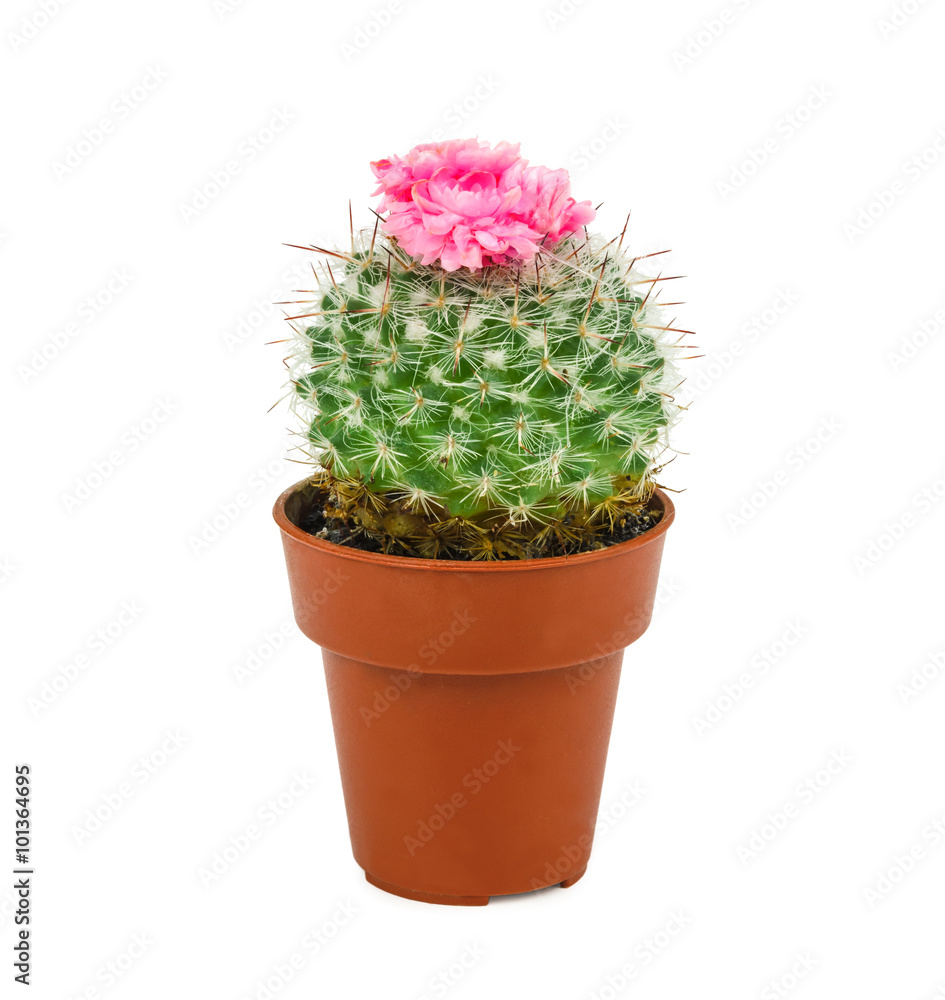 pink cactus 3 pink cactus 3