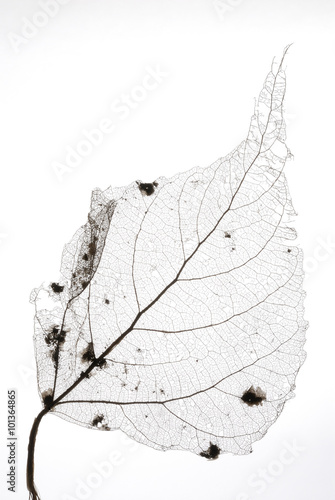 Detailed leaf skeleton. Only the thickest parts of the leaf have disorganised yet, therefore you can clearly see the vessels of the plant. In this picture you can see the bottom part of the leaf. 