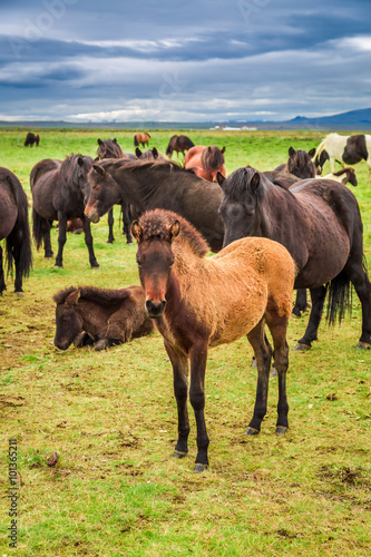 Horses with foals in the Ic...
