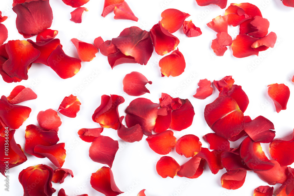 Red rose petals Red rose petals
