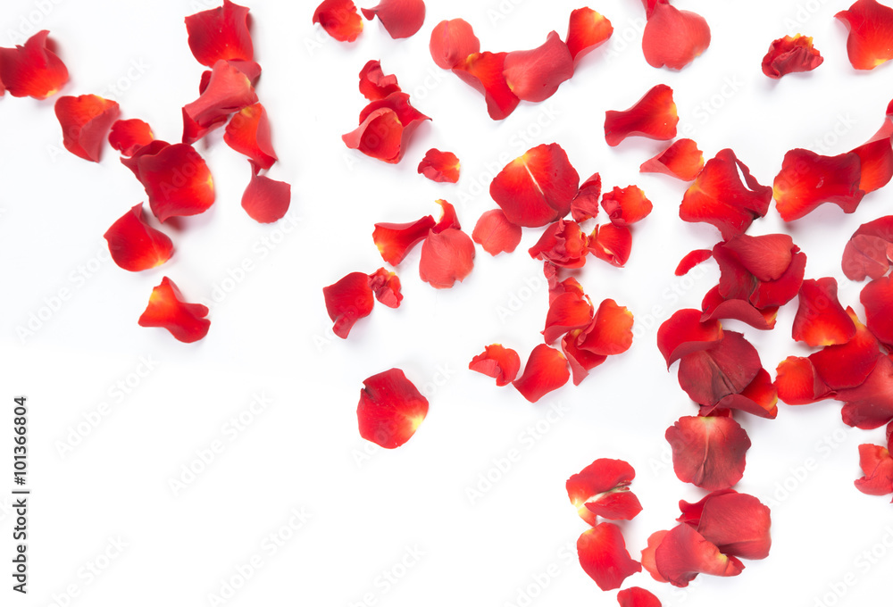 Red rose petals isolated on white Red rose petals isolated on white