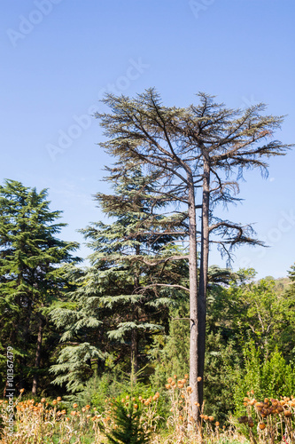 The Nikitsky Botanical garden in Yalta