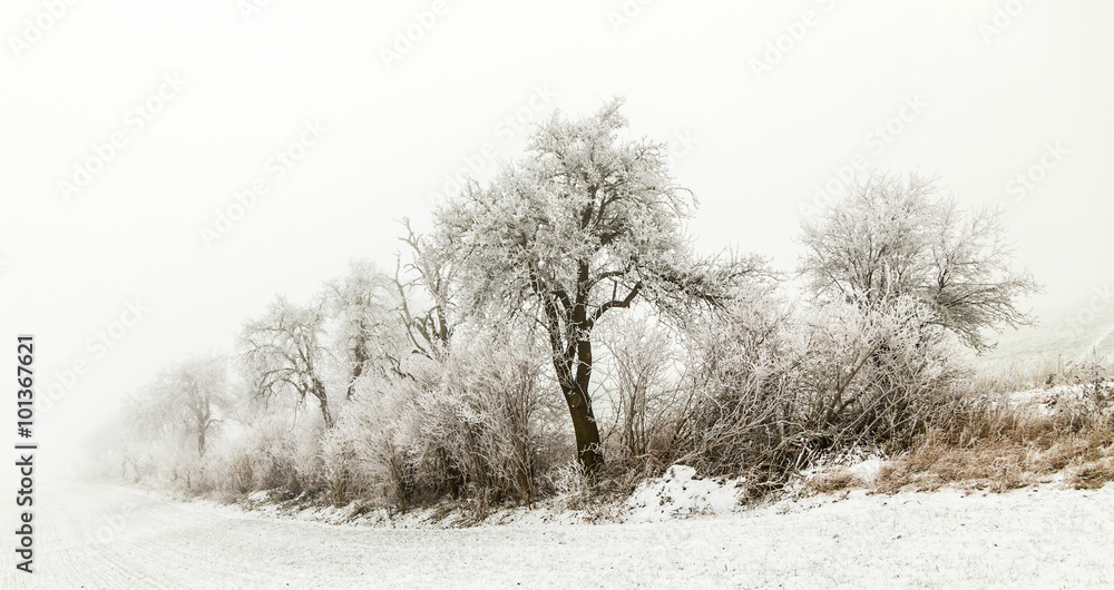 Obraz premium alley in winter landscape covered with snow