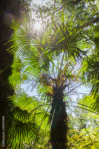 The Nikitsky Botanical garden in Yalta