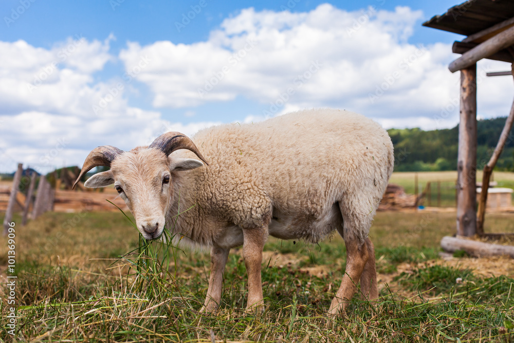 Obraz premium the goat on the summer meadow
