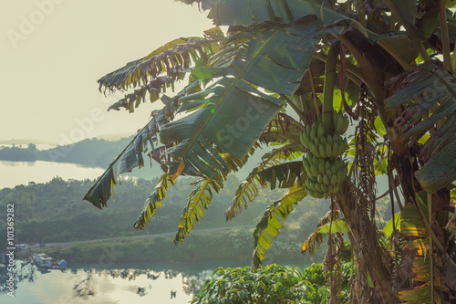 The banana tree, tropical landscape