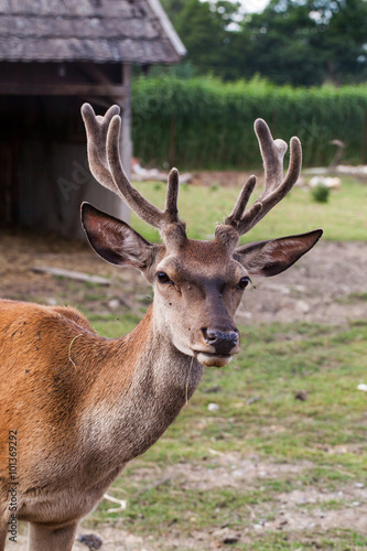 young deer in the farm © mariusz szczygieł