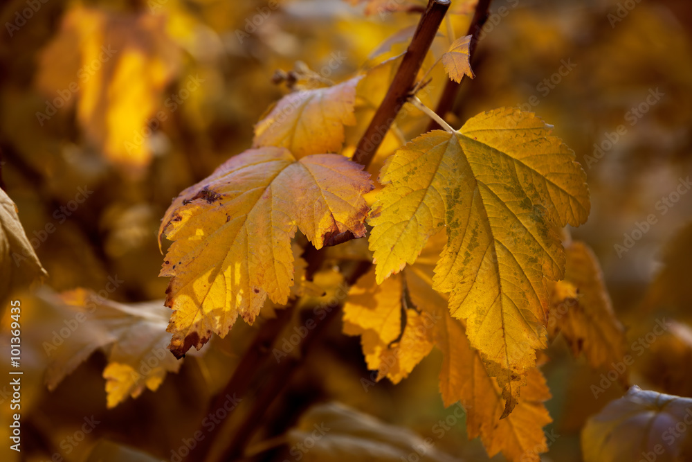 Background of autumn leaves. Background of autumn leaves.
