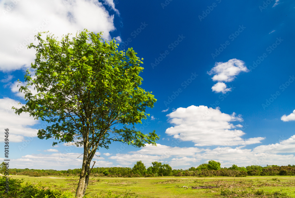 Fototapeta premium Tree with flat landscape, blue sky clouds.