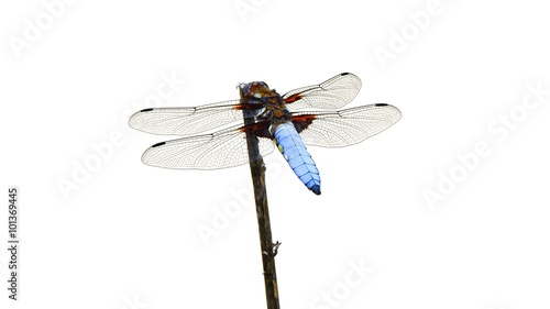 Flat dragonfly (Libellula depressa) photo