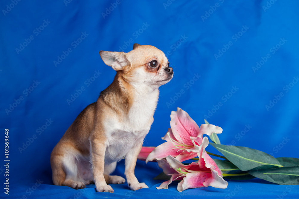 Chihuahua dog on blue fabric with pink lily