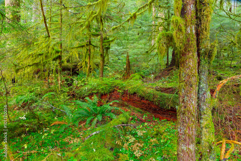 Fototapeta premium Rain Forest in Oregon