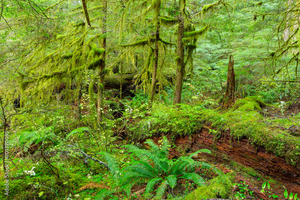 Fototapeta premium Rain Forest in Oregon